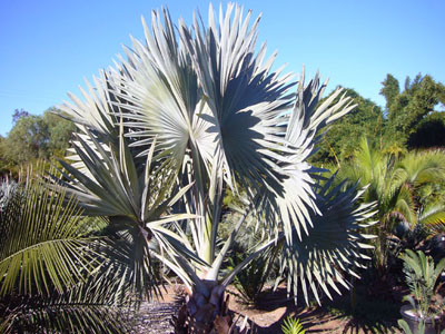 Bismarckia Nobilis