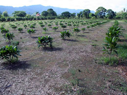 Contract Image 1
