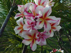Dreamstar