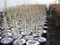 Plumeria Cuttings