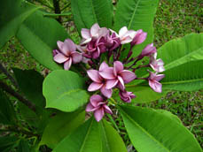Purple Jack