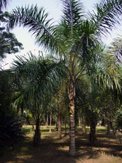 Research Garden