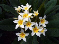 Star White