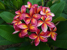 Thai Splash