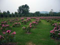 Field of Plumerias